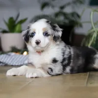 Shena, a female Miniature Australian Shepherd for sale in Baltic, OH – Photo 3 of 9