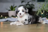 Shena, a female Miniature Australian Shepherd for sale in Baltic, OH – Photo 3 of 9