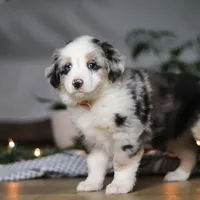 Shena, a female Miniature Australian Shepherd for sale in Baltic, OH – Photo 6 of 9
