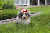 Bonnie, a female Miniature Australian Shepherd for sale in Baltic, OH – 3 of 9