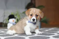 Valentine, a male Pembroke Welsh Corgi for sale in Baltic, OH – Photo 4 of 5