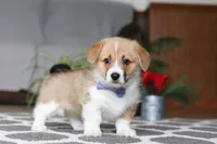 Valentine, a male Pembroke Welsh Corgi for sale in Baltic, OH – Photo 1 of 5