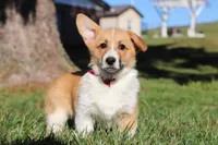 Valentine, a male Pembroke Welsh Corgi for sale in Baltic, OH – Photo 3 of 8