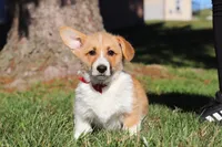 Valentine, a male Pembroke Welsh Corgi for sale in Baltic, OH – Photo 8 of 8