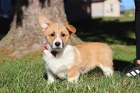 Valentine, a male Pembroke Welsh Corgi for sale in Baltic, OH – Photo 1 of 8