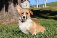 Valentine, a male Pembroke Welsh Corgi for sale in Baltic, OH – Photo 6 of 8