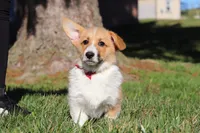 Valentine, a male Pembroke Welsh Corgi for sale in Baltic, OH – Photo 4 of 8