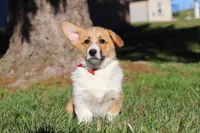 Valentine, a male Pembroke Welsh Corgi for sale in Baltic, OH – Photo 2 of 8