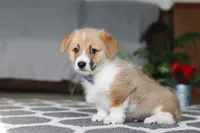 Valentine, a male Pembroke Welsh Corgi for sale in Baltic, OH – Photo 2 of 5