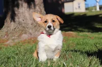 Valentine, a male Pembroke Welsh Corgi for sale in Baltic, OH – Photo 5 of 8