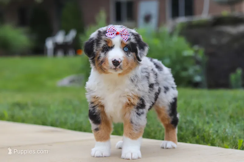 Mable – Miniature Australian Shepherd puppy for sale in Baltic, OH