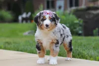 Mable, a female Miniature Australian Shepherd for sale in Baltic, OH – 1 of 8