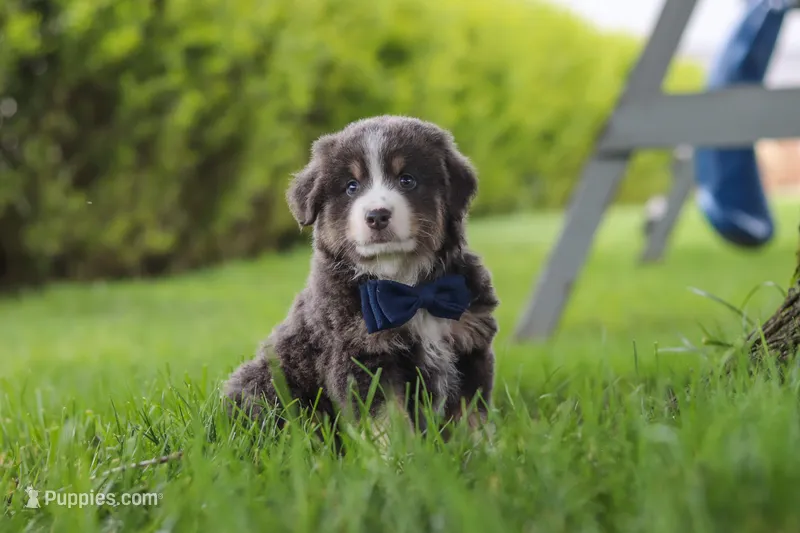 Buddy – Miniature Australian Shepherd puppy for sale in Baltic, OH