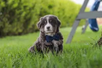 Buddy, a male Miniature Australian Shepherd for sale in Baltic, OH – 1 of 10