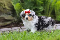 Bonnie, a female Miniature Australian Shepherd for sale in Baltic, OH – 7 of 9
