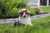 Bonnie, a female Miniature Australian Shepherd for sale in Baltic, OH – 1 of 9