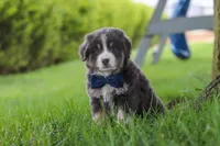 Buddy, a male Miniature Australian Shepherd for sale in Baltic, OH – 9 of 10