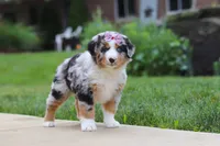 Mable, a female Miniature Australian Shepherd for sale in Baltic, OH – 4 of 8