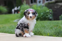 Mable, a female Miniature Australian Shepherd for sale in Baltic, OH – 3 of 8
