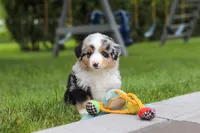 Brittany, a female Miniature Australian Shepherd for sale in Baltic, OH – 2 of 10