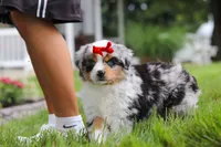 Bonnie, a female Miniature Australian Shepherd for sale in Baltic, OH – 2 of 9