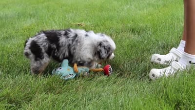 Bonnie, a female Miniature Australian Shepherd for sale in Baltic, OH – 9 of 9