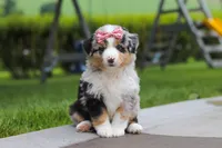 Brittany, a female Miniature Australian Shepherd for sale in Baltic, OH – 5 of 10