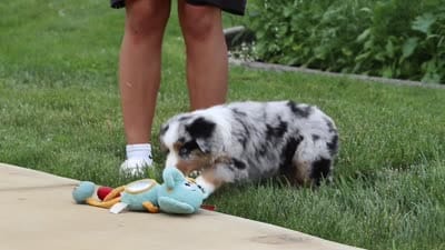 Mable, a female Miniature Australian Shepherd for sale in Baltic, OH – 8 of 8