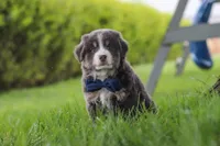 Buddy, a male Miniature Australian Shepherd for sale in Baltic, OH – 2 of 10