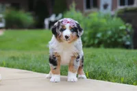 Mable, a female Miniature Australian Shepherd for sale in Baltic, OH – 6 of 8