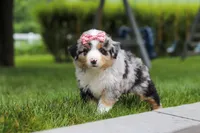 Brittany, a female Miniature Australian Shepherd for sale in Baltic, OH – 6 of 10