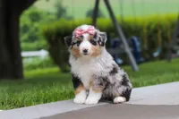 Brittany, a female Miniature Australian Shepherd for sale in Baltic, OH – 4 of 10