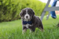Buddy, a male Miniature Australian Shepherd for sale in Baltic, OH – 3 of 10