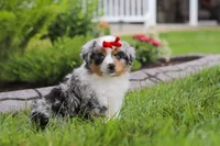 Bonnie, a female Miniature Australian Shepherd for sale in Baltic, OH – 6 of 9