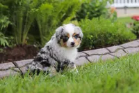Bonnie, a female Miniature Australian Shepherd for sale in Baltic, OH – 4 of 9