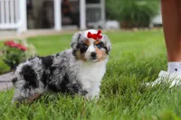 Bonnie, a female Miniature Australian Shepherd for sale in Baltic, OH – 8 of 9