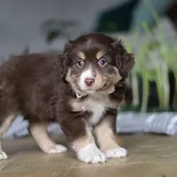 Twila, a female Miniature Australian Shepherd for sale in Baltic, OH – Photo 6 of 6