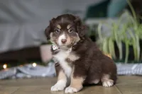 Twila, a female Miniature Australian Shepherd for sale in Baltic, OH – Photo 1 of 6