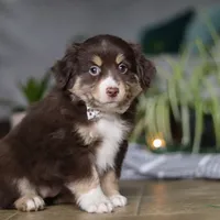 Twila, a female Miniature Australian Shepherd for sale in Baltic, OH – Photo 5 of 6