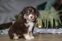 Twila, a female Miniature Australian Shepherd for sale in Baltic, OH – Photo 5 of 6