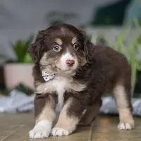 Twila, a female Miniature Australian Shepherd for sale in Baltic, OH – Photo 3 of 6