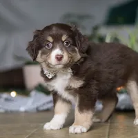 Twila, a female Miniature Australian Shepherd for sale in Baltic, OH – Photo 4 of 6