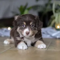 Twila, a female Miniature Australian Shepherd for sale in Baltic, OH – Photo 2 of 6