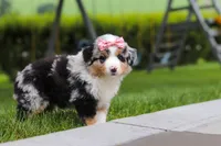 Brittany, a female Miniature Australian Shepherd for sale in Baltic, OH – 3 of 10