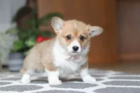 Sweetie, a female Pembroke Welsh Corgi for sale in Baltic, OH – Photo 5 of 5