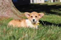 Sweetie, a female Pembroke Welsh Corgi for sale in Baltic, OH – Photo 5 of 10