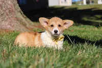 Sweetie, a female Pembroke Welsh Corgi for sale in Baltic, OH – Photo 4 of 10