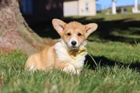Sweetie, a female Pembroke Welsh Corgi for sale in Baltic, OH – Photo 2 of 10