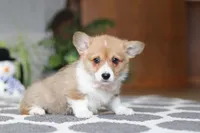 Sweetie, a female Pembroke Welsh Corgi for sale in Baltic, OH – Photo 3 of 5