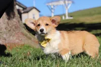 Sweetie, a female Pembroke Welsh Corgi for sale in Baltic, OH – Photo 10 of 10